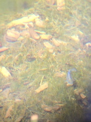 Cyprinodon nevadensis shoshone