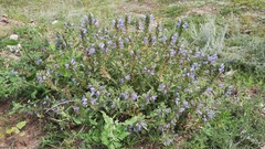 Dracocephalum foetidum