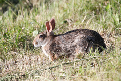 Sylvilagus obscurus