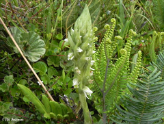 Brachystele unilateralis