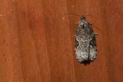 Apotomis infida