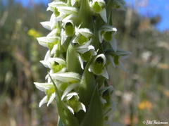 Brachystele unilateralis