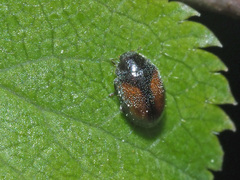 Scymnus suturalis