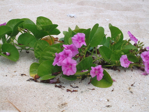 Ipomoea pes-caprae observed 2011-10-12
