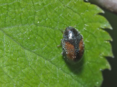 Scymnus suturalis