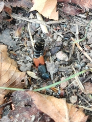 Platydracus stercorarius