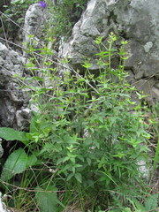 Galium valantioides