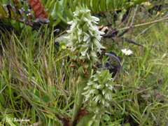 Brachystele unilateralis