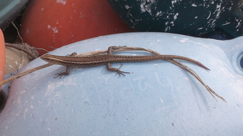 Cryptoblepharus poecilopleurus observed 2011-10-18