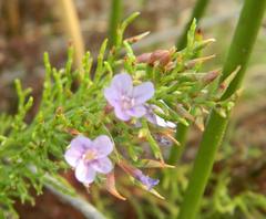 Limonium scabrum scabrum