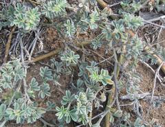 Indigofera sp12
