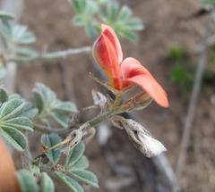 Indigofera sp12