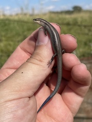 Plestiodon multivirgatus