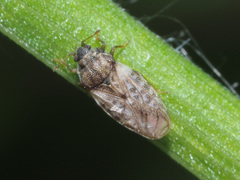 Piesma maculatum