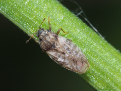 Piesma maculatum