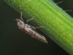 Piesma maculatum