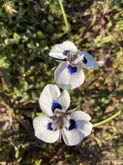 Moraea aristata