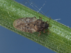 Piesma maculatum
