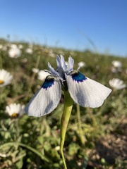 Moraea aristata