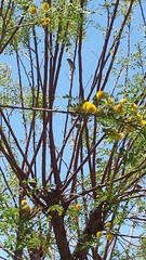 Mimus polyglottos