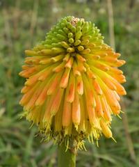 Kniphofia rooperi