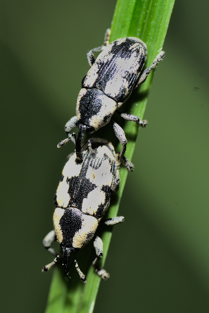 Athesapeuta oryzae