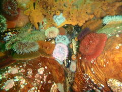 Bunodactis reynaudi