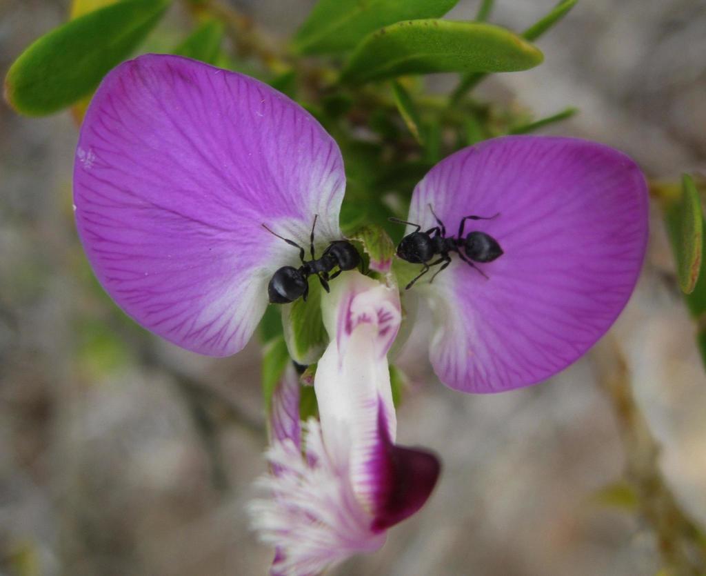 Black Cocktail Ant