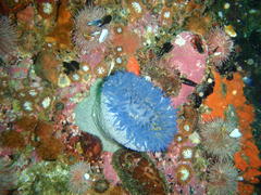Bunodactis reynaudi