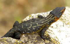 Ninurta coeruleopunctatus