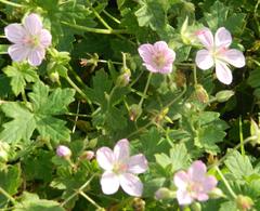 Geranium caffrum