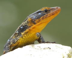 Ninurta coeruleopunctatus