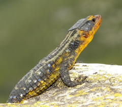 Ninurta coeruleopunctatus