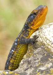 Ninurta coeruleopunctatus