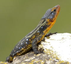 Ninurta coeruleopunctatus