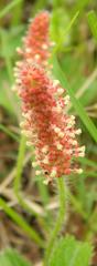 Acalypha peduncularis