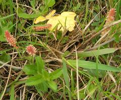 Acalypha peduncularis