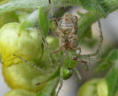 Stictopleurus scutellaris