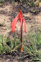 Cyrtanthus tuckii transvaalensis