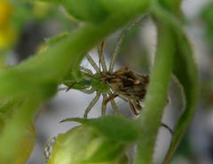 Stictopleurus scutellaris