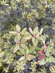 Rhododendron parvifolium