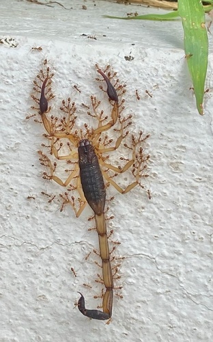 Edward's Bark Scorpion