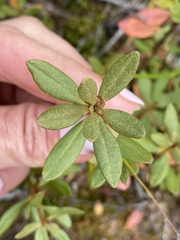 Rhododendron parvifolium