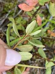 Rhododendron parvifolium