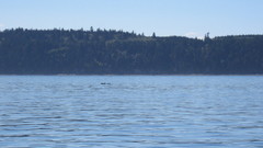 Phocoena phocoena vomerina
