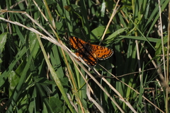 Melitaea trivia