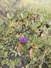 Rhododendron parvifolium