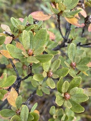 Rhododendron parvifolium