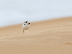 Charadrius dealbatus