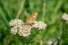 Melitaea trivia